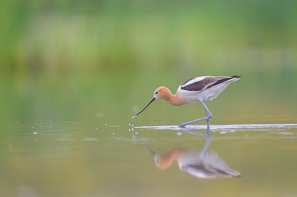 American avocet