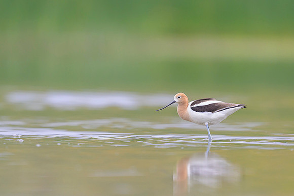 American avocet