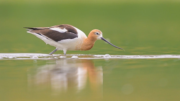 American avocet