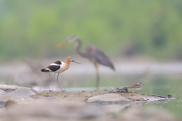 American avocet