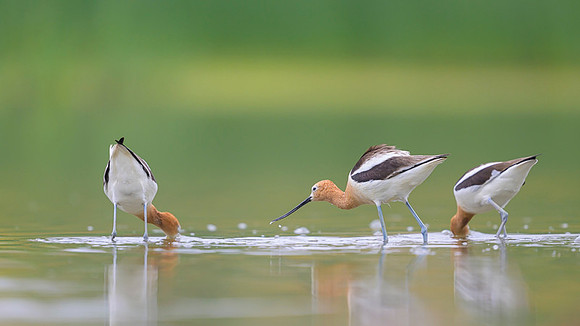 American avocet