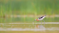 American avocet