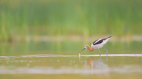 American avocet