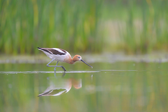 American avocet