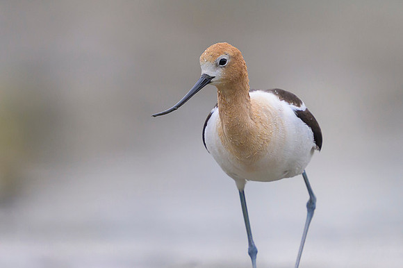 American avocet