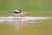 American avocet