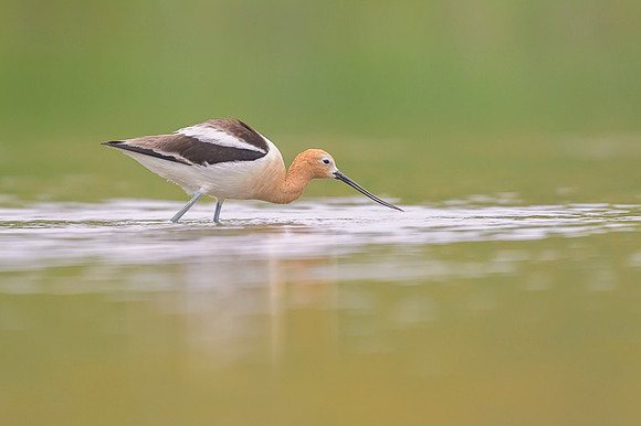 American avocet