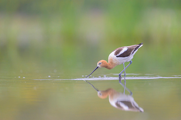 American avocet