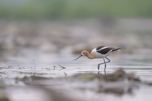 American avocet