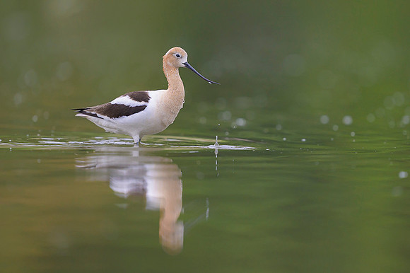 American avocet