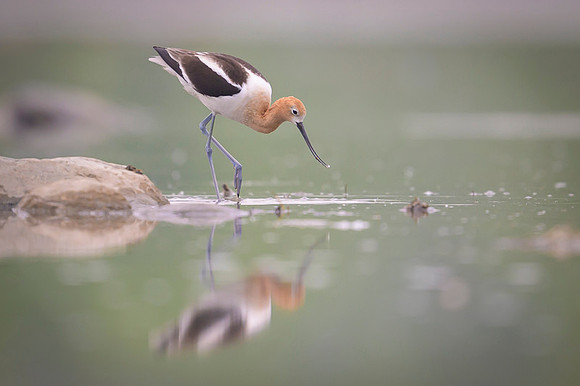 American avocet
