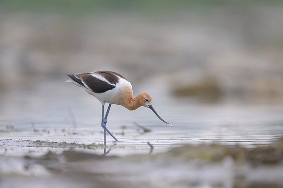 American avocet