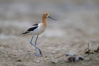 American avocet
