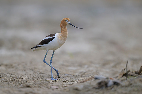 American avocet