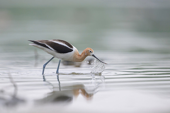American avocet
