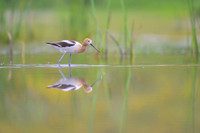 American avocet