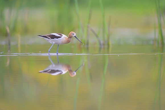American avocet