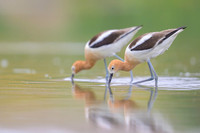 American avocet