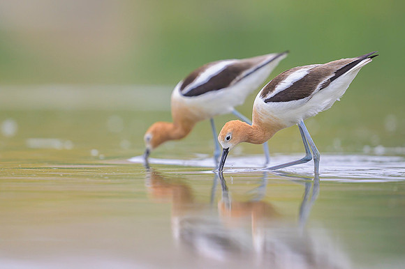American avocet