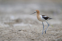 American avocet