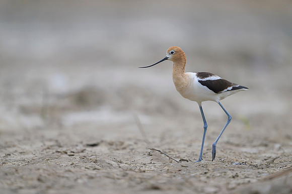 American avocet