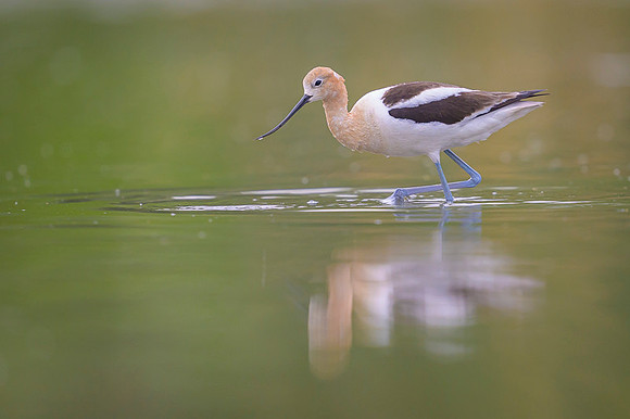 American avocet