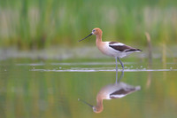 American avocet