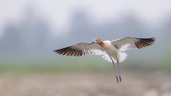 American avocet