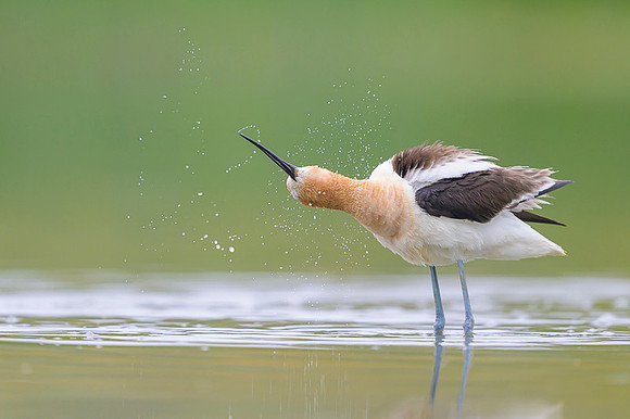 American avocet