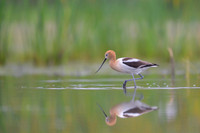 American avocet