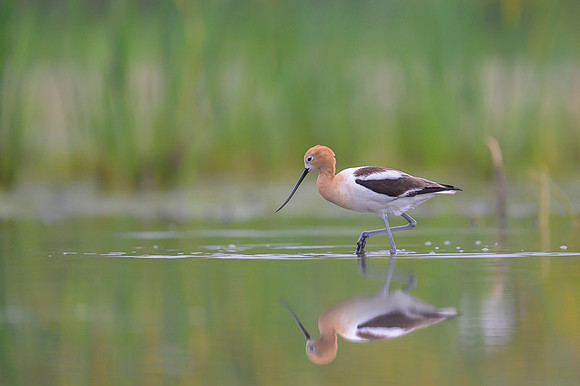 American avocet