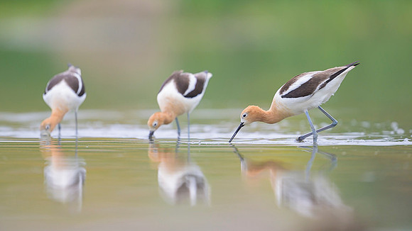American avocet