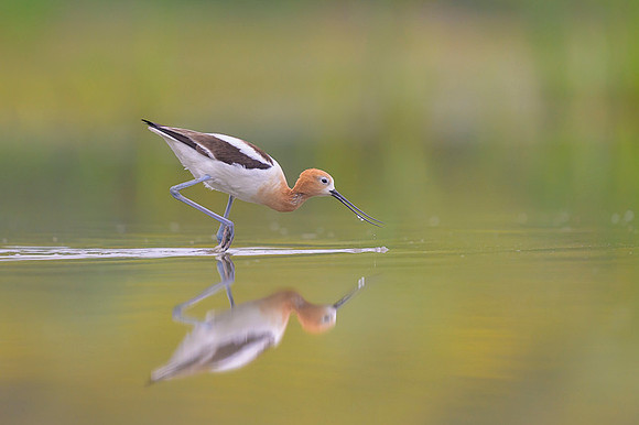 American avocet