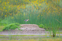 American avocet