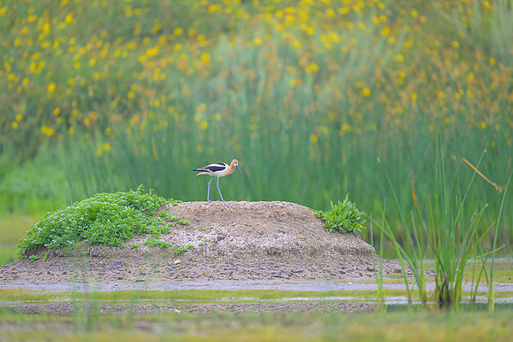 American avocet