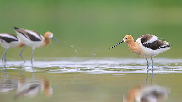 American avocet
