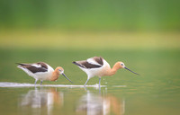 American avocet