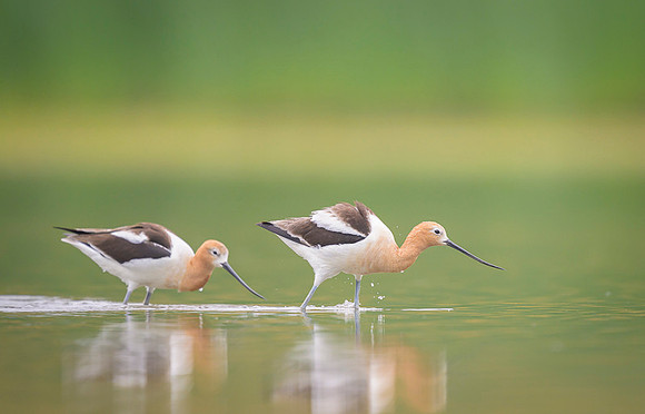 American avocet