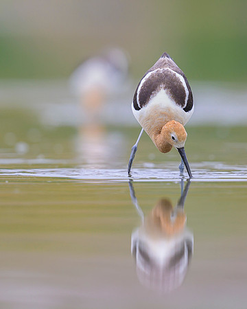 American avocet