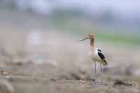 American avocet