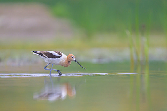 American avocet