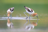 American avocet