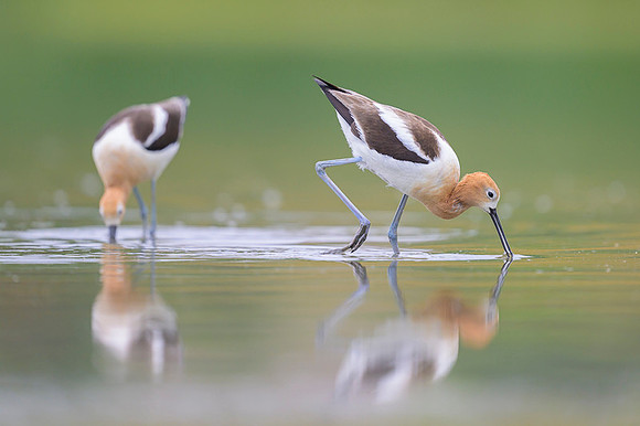 American avocet