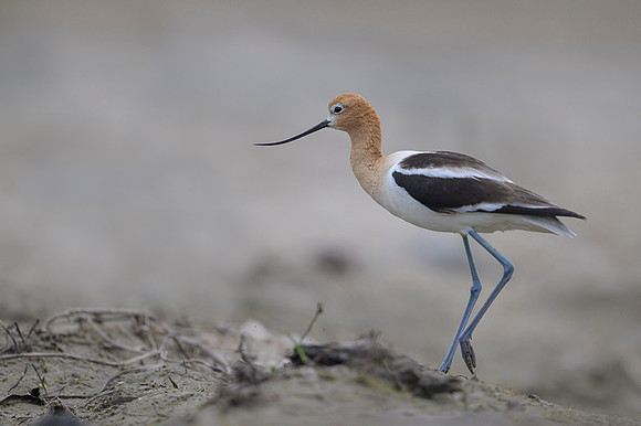 American avocet