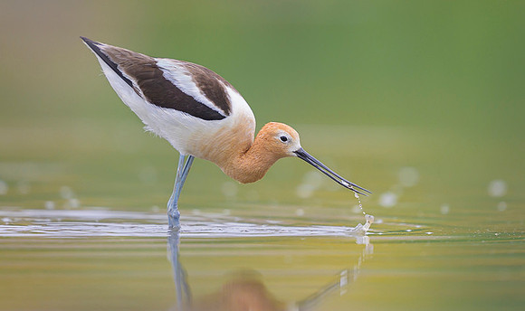 American avocet