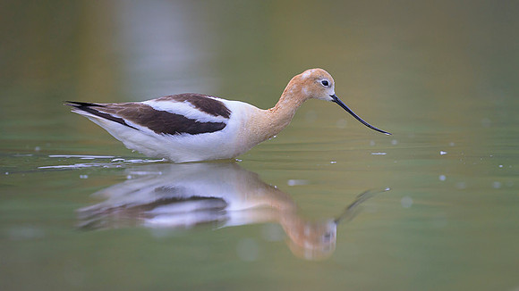 American avocet
