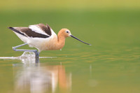 American avocet