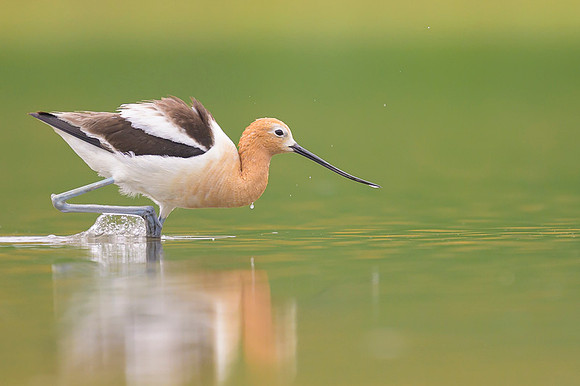 American avocet