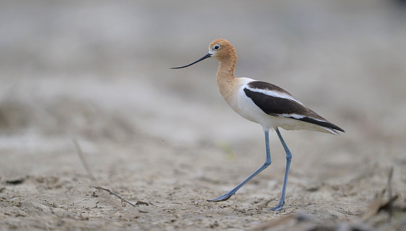American avocet