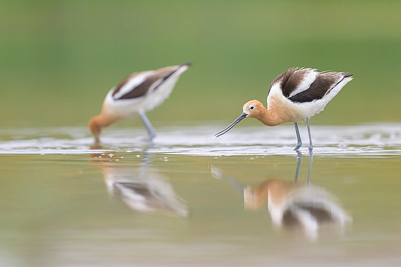 American avocet